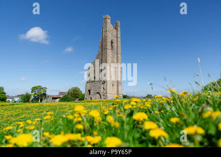 Trim, Ireland - In ruin abbey`s square bell tower called Yellow Steeple takes its name from the colour of the stonework at dusk. Sow thistles meadow. Stock Photo